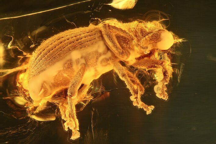 Fossil Broad-Nosed Snout Beetle (Entiminae) In Baltic Amber #362683
